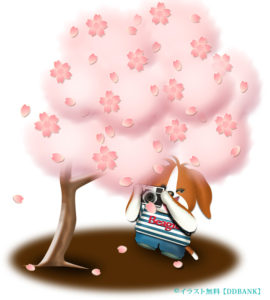 満開の桜をカメラで撮影するワンコのイラスト