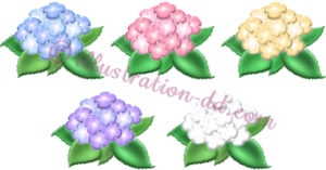 紫陽花（あじさい）５色のイラスト