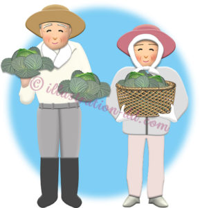 収穫したキャベツを持つ農家の老夫婦のイラスト