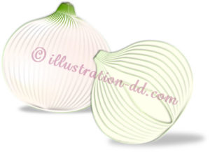 皮を剥いた玉ねぎのイラスト