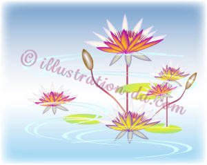 蓮（はす）の花の和風イメージ